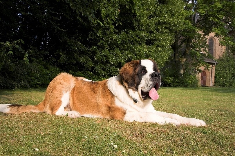 10 Facts About Saint Bernards