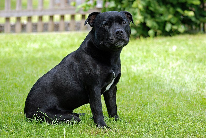 Are Staffordshire Bull Terriers Good Family Dogs