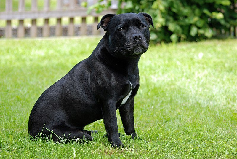 Stapphire bull terrier new arrivals