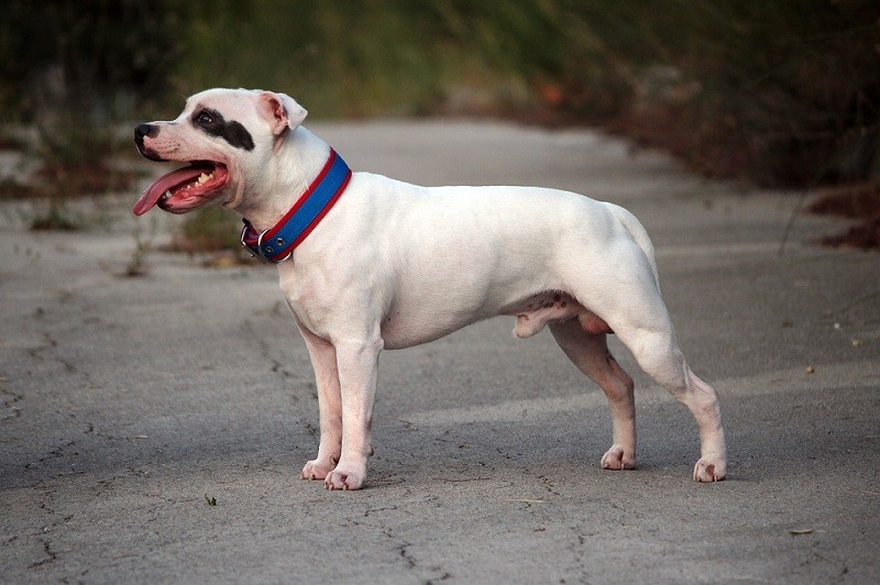 5 Types of Pit Bull Dog Breeds