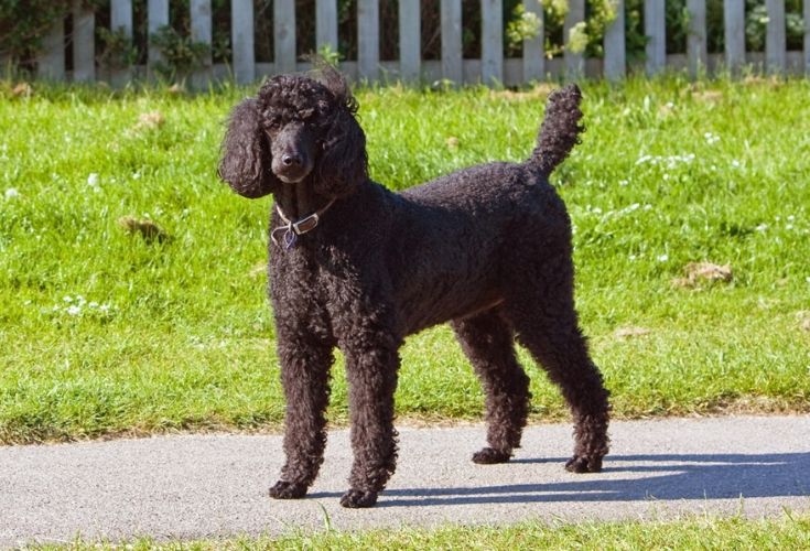 Standard Poodle