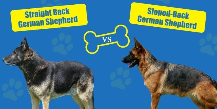 Straight Back vs Sloped back German Shepherd