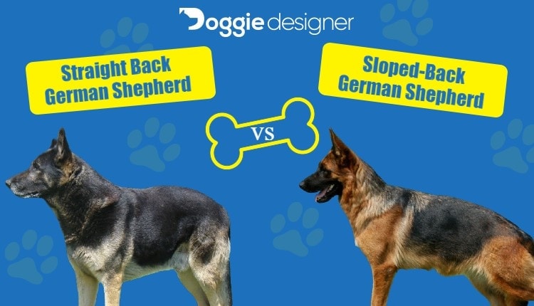 large old style german shepherds