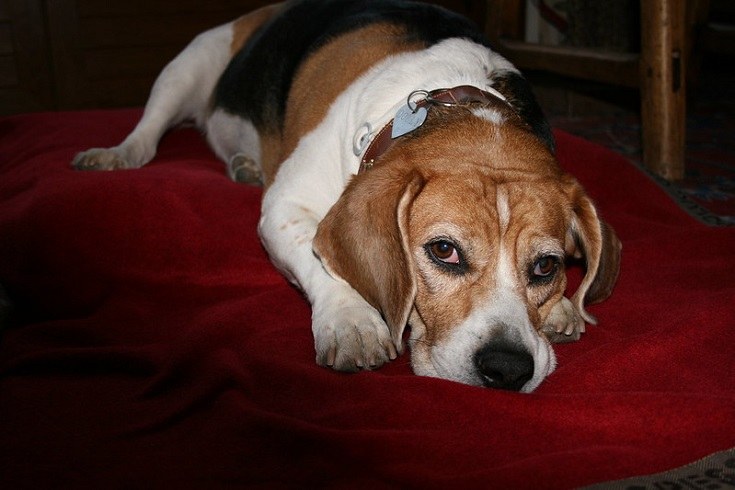 Stressed Dog