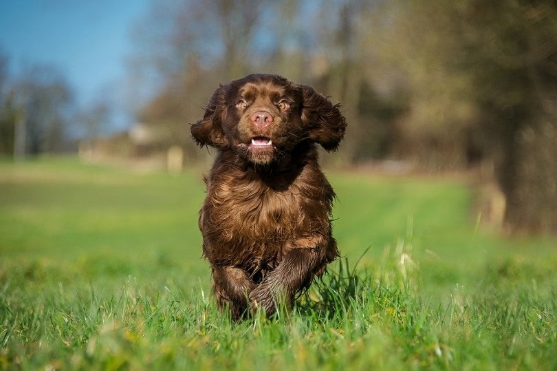 Sussex Spaniel puppy