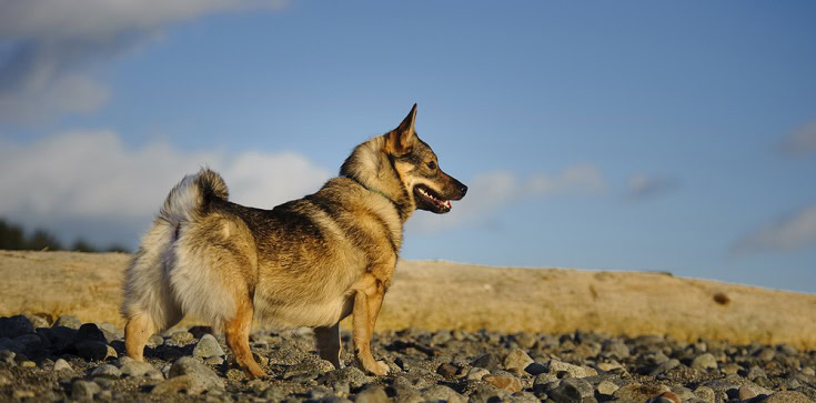 Are Swedish Vallhunds Good Dogs