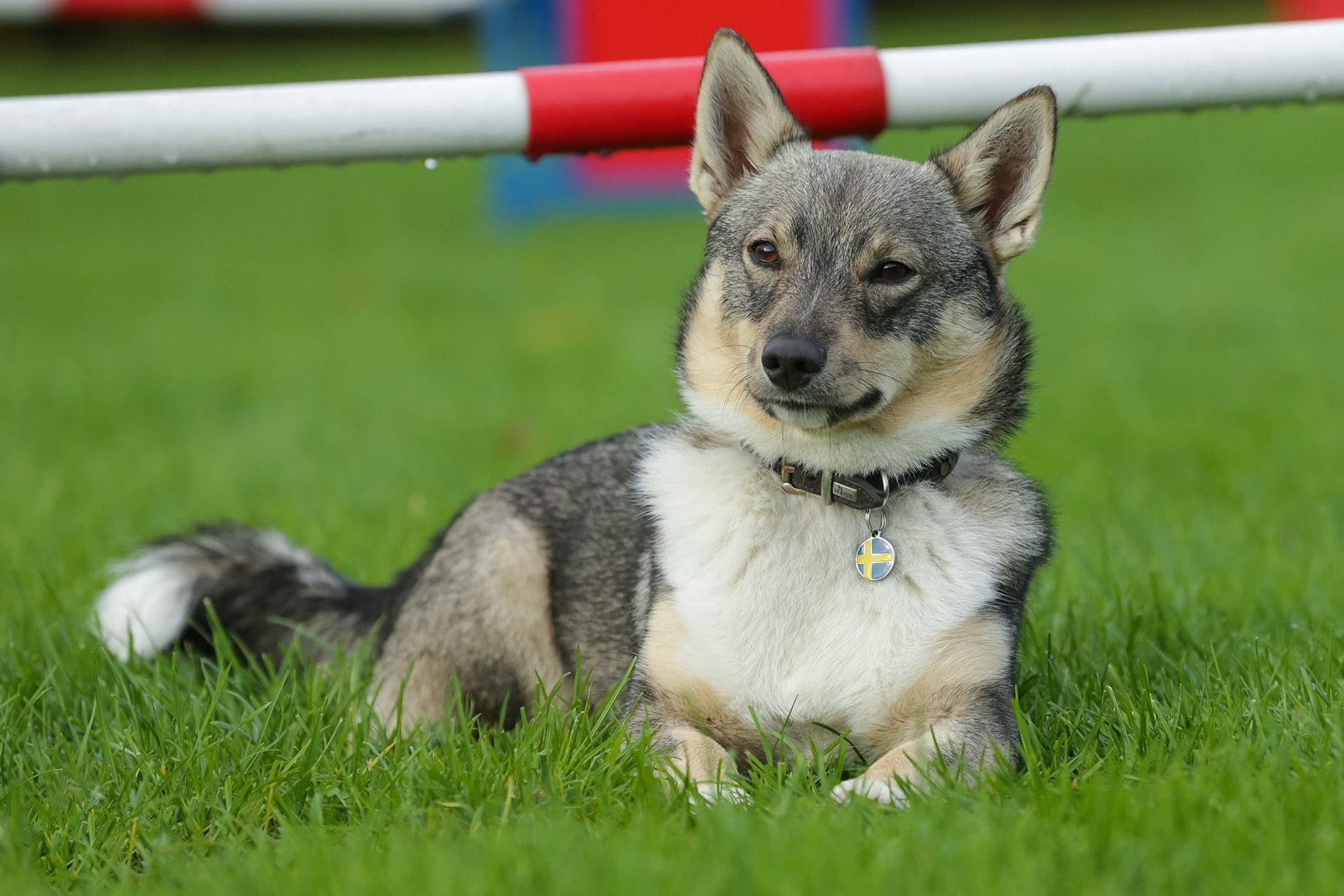 Swedish Vallhund