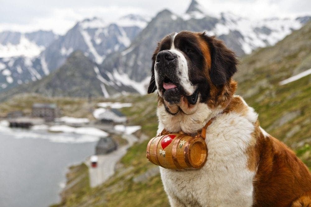 Swiss dog Saint Bernard