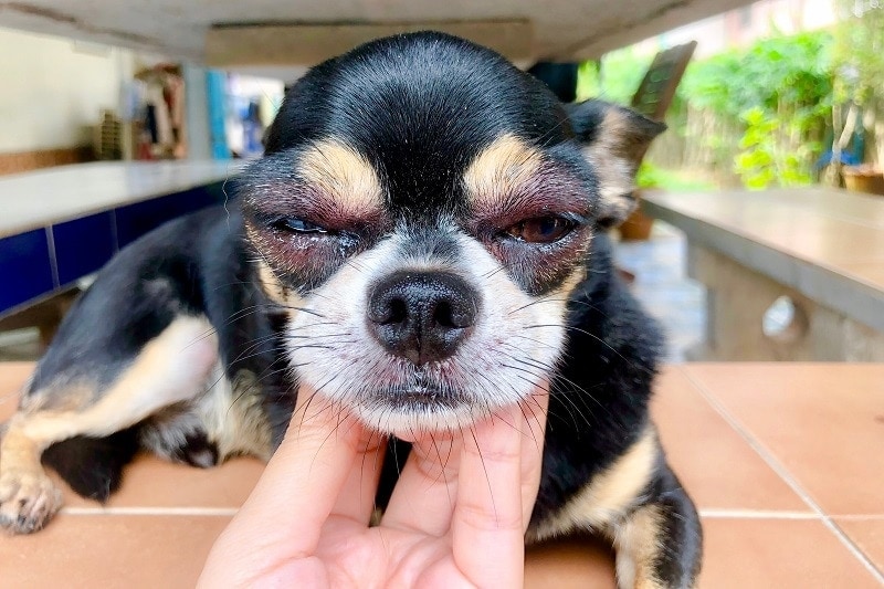 Swollen Face Dog_shutterstock_Oriohori