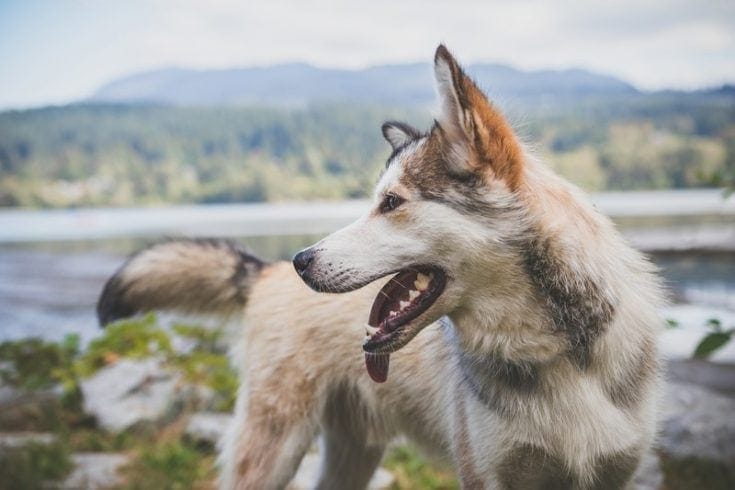What dog breeds look like coyotes?