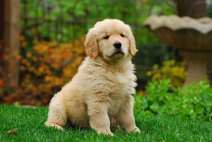 Tan Golden Retriever Puppy