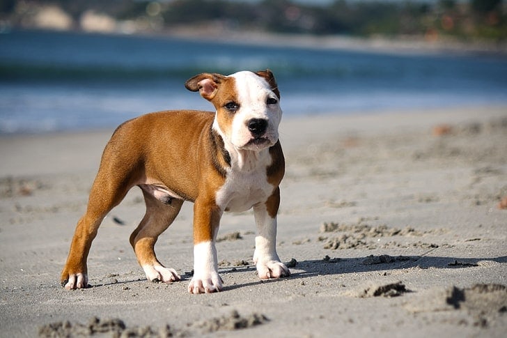 Tan and White Pitbull puppy