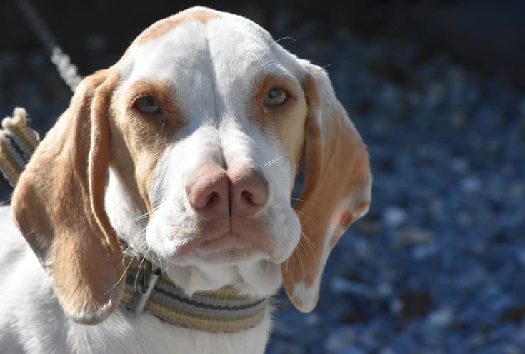 Tarsus Catalburun Turkish Pointer dog breed