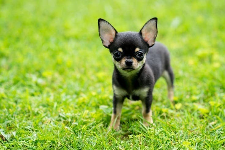 Tea cup Chihuahua