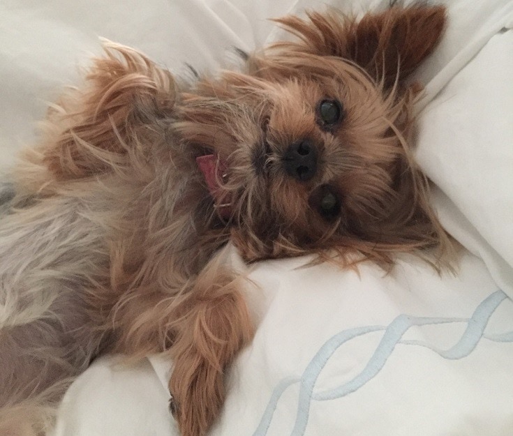 Teacup Yorkie on bed