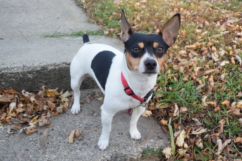 Teddy Roosevelt Rat Terrier dog