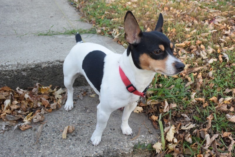 Teddy Roosevelt Terrier outside