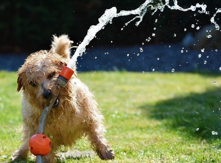Terrier playing with water hose