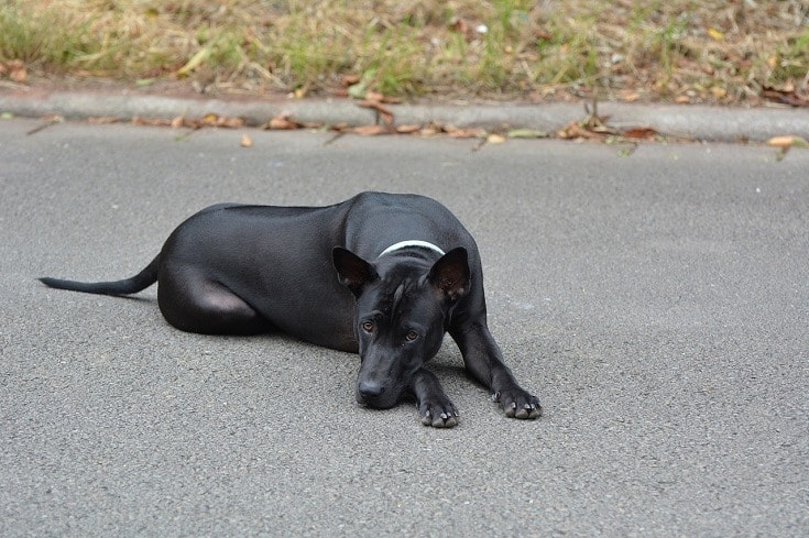 Thai ridgeback dog