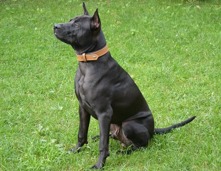 Thai ridgeback sitting
