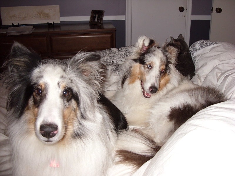 The Double Merle Sheltie Sandwich
