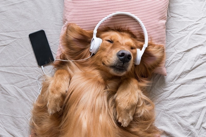 The Golden Retriever wearing headphones listening to music_chendongshan_shutterstock