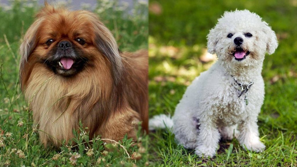 The Parents of Peke-A-Chon