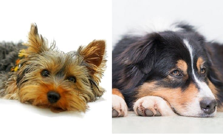 collie toys
