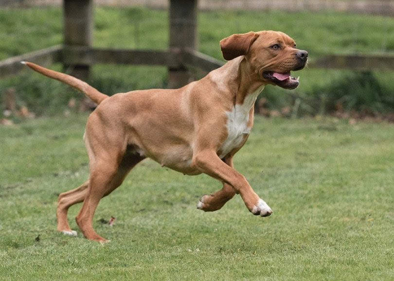 The Rare Portuguese Pointer Dog