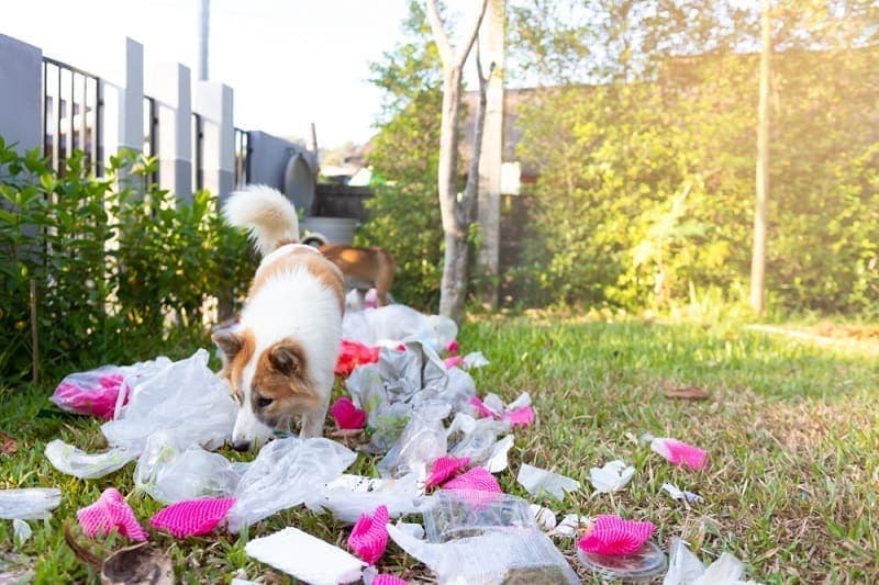 The dog is ferreting the garbage