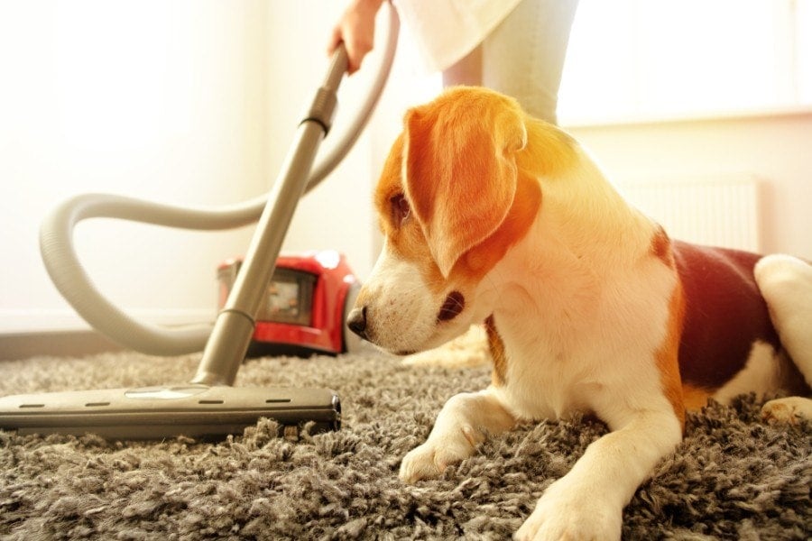 Dog vomit on clearance wool carpet