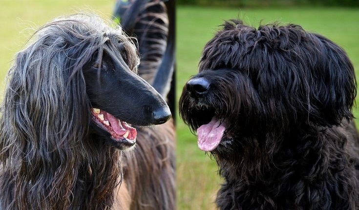 The parents of the Afaird Dog Breed