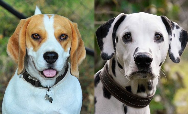 Beaglematian (Beagle & Dalmatian Mix): Info, Pictures, Traits | Hepper