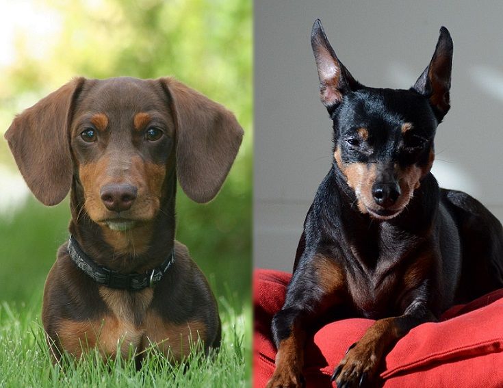 dachshund mix with miniature pinscher