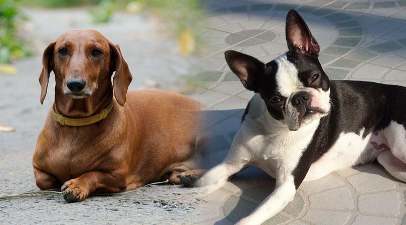 Parents of the Bo-Dach