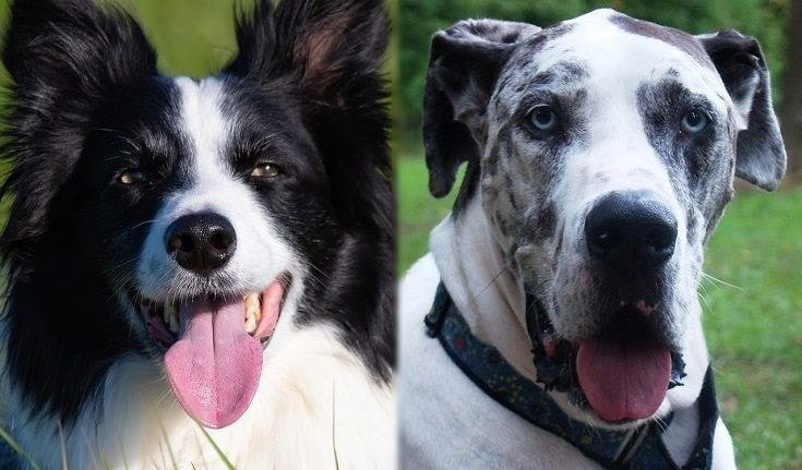 The parents of the Border Collie Great Dane Mix