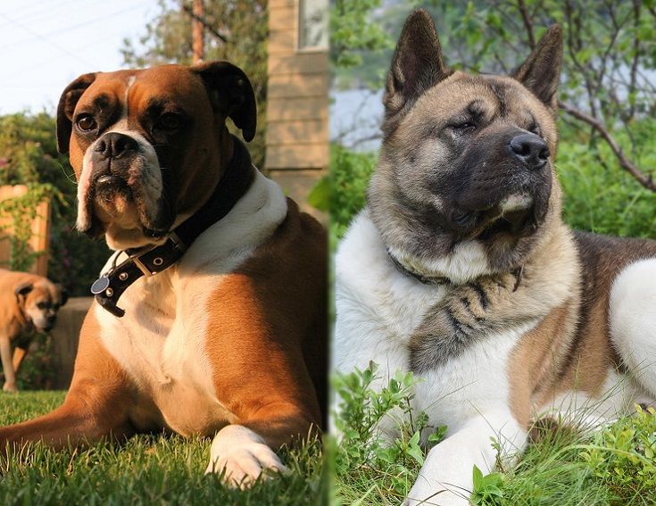The parents of the Boxita