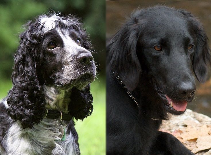 The parents of the Chatham Hill Retriever