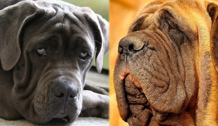 The parents of the Englian Mastiff