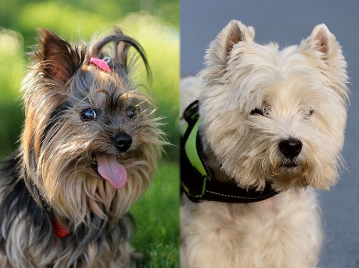 The parents of the Fourche Terrier