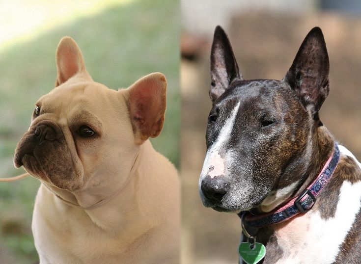 The parents of the French Bull Terrier