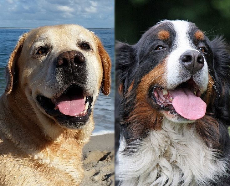 The parents of the Labernese