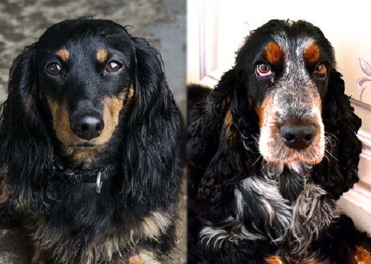 Cocker spaniel sales x dachshund
