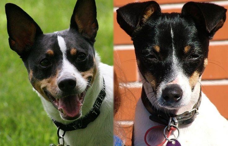 The parents of the Mini Foxy Rat Terrier
