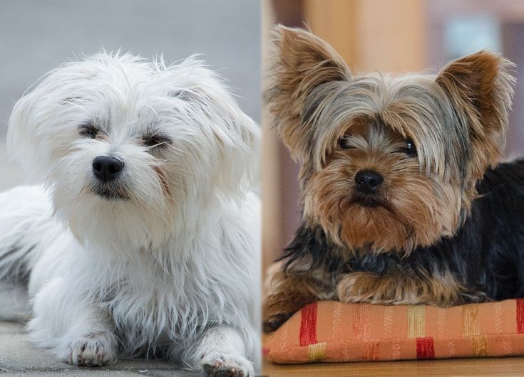 The parents of the Morkie