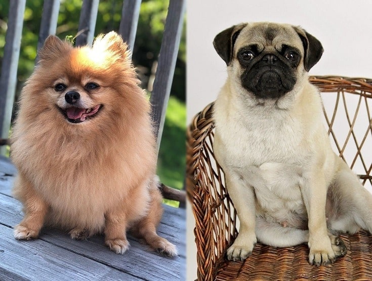 PomAPug (Pomeranian & Pug Mix) Info, Pictures, Facts Hepper