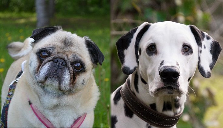 The parents of the Pugmatian
