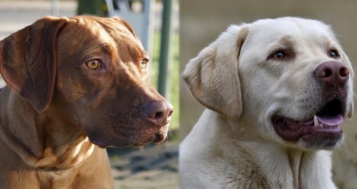 The parents of the Rhodesian Labrador