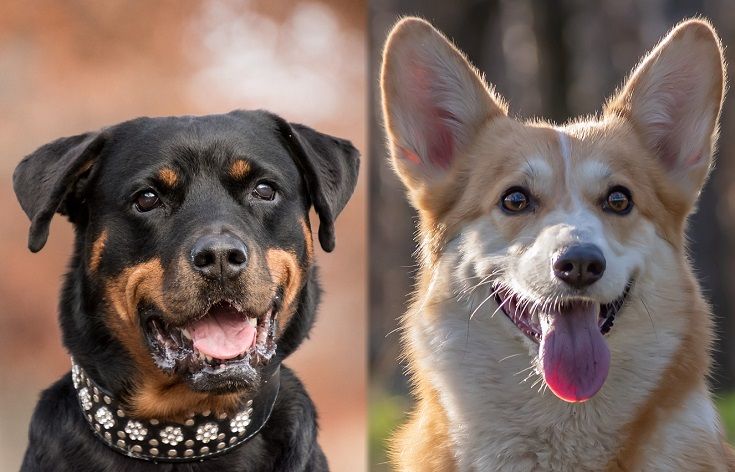 The parents of the Rottweiler and Corgi mix