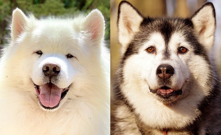 The parents of the Samoyed & Husky Mix